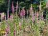 IMG-20250619-WA0002